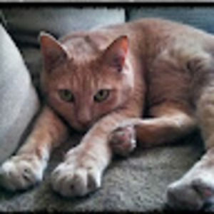 Meet your Posher, Kusang